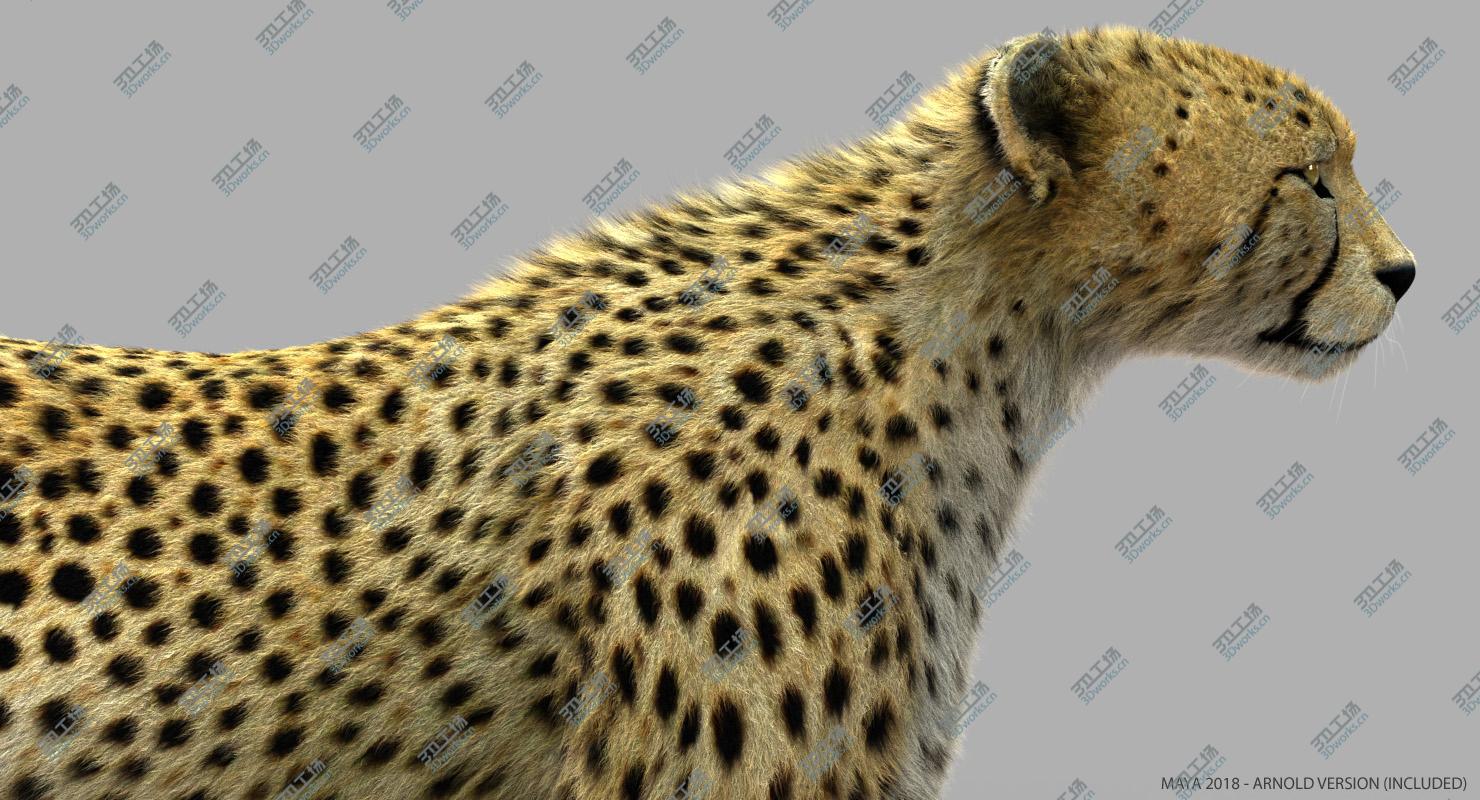 images/goods_img/2021040164/Cheetah 2 (RIGGED) (FUR)/5.jpg